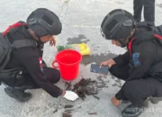 Sterilisasi Pascaledakan di Biak, Polisi Temukan Puluhan Amunisi dan Mortir Peninggalan Perang Dunia II