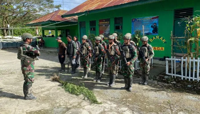 Patroli Gabungan Satgas Yonif 643/WNS Ungkap Ladang Ganja di Perbatasan Papua, Puluhan Batang Diamankan