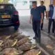 Ditpolairud Polda Bali Gagalkan Penyelundupan 21 Penyu Hijau di Buleleng, Lansia Asal Seririt Diamankan